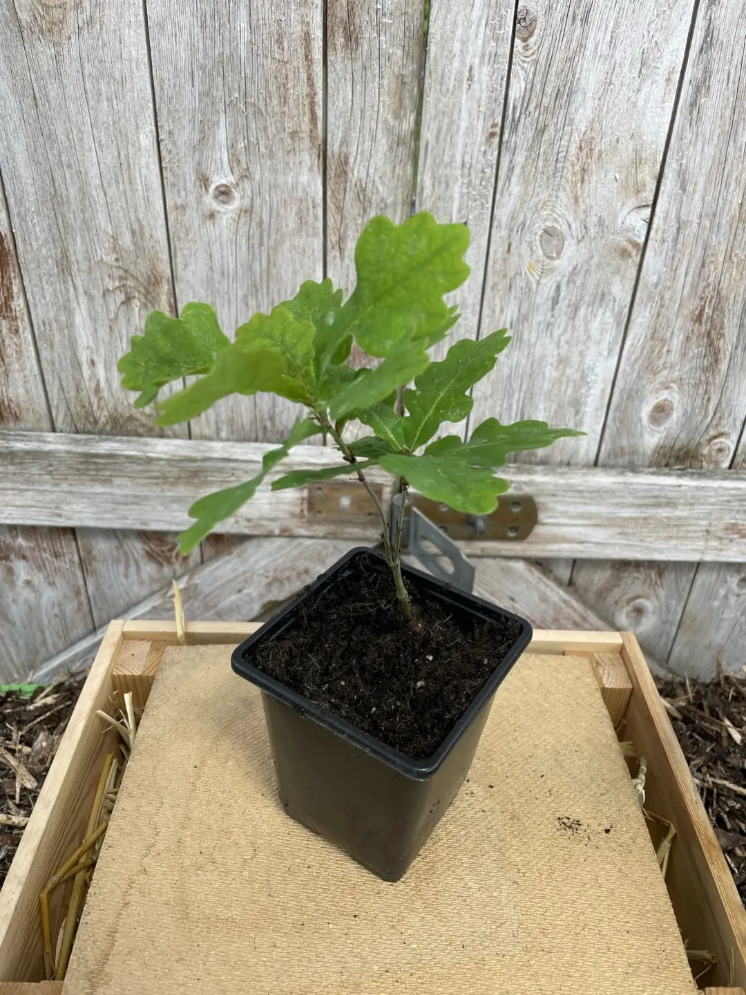 English Oak Tree 20/40cm (P9) - Image 4