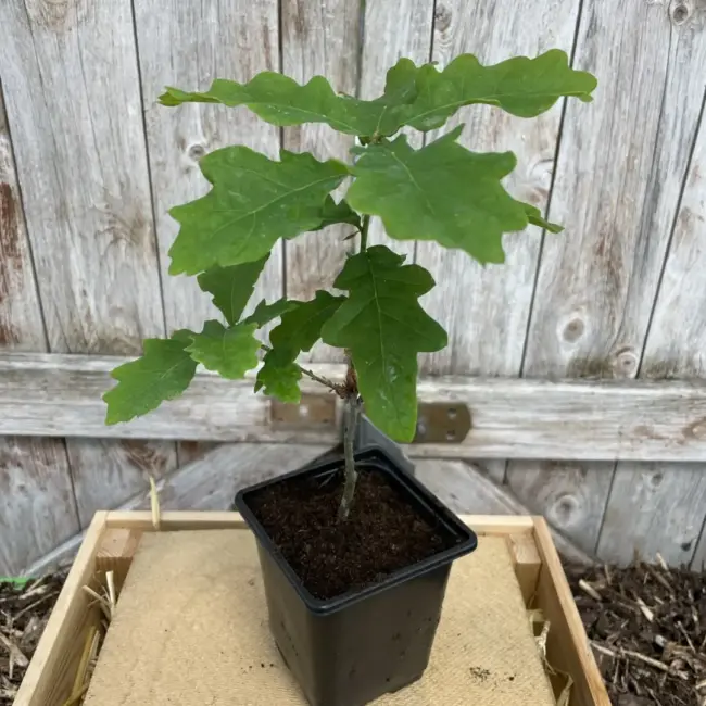 English Oak Tree 20/40cm (P9) - Image 5