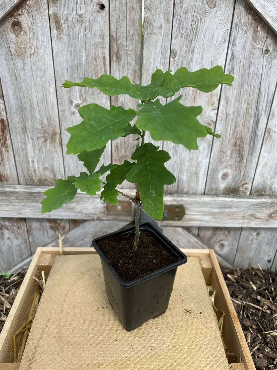 English Oak Tree 20/40cm (P9) - Image 5