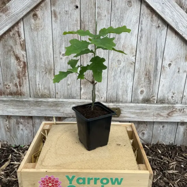 English Oak Tree 20/40cm (P9) - Image 2