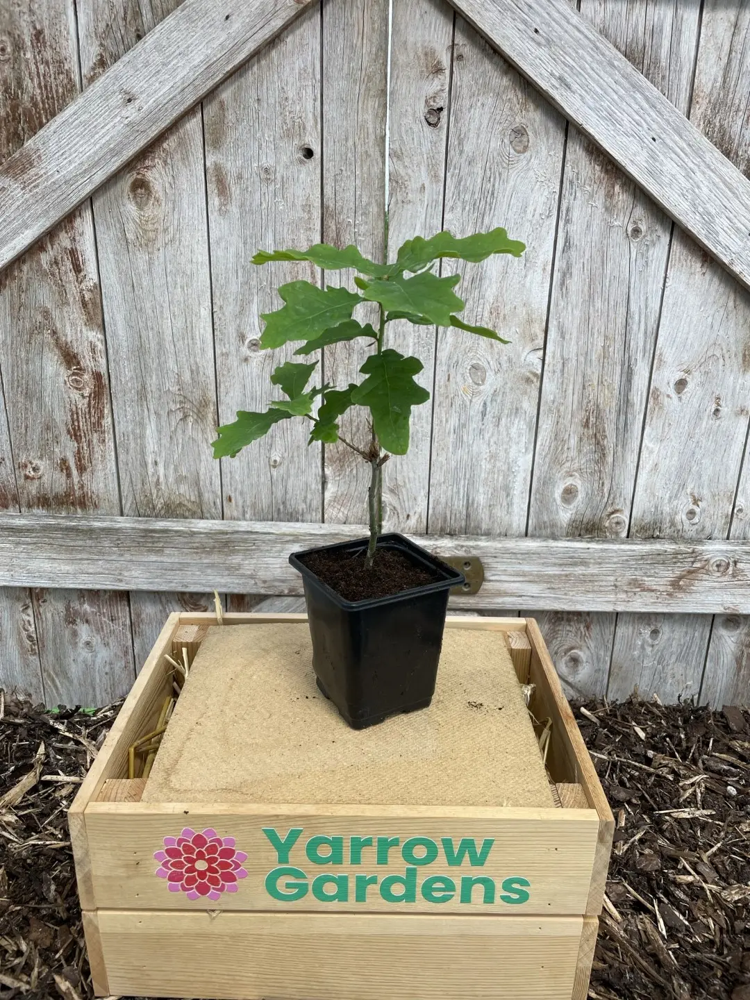 English Oak Tree 20/40cm (P9) - Image 2