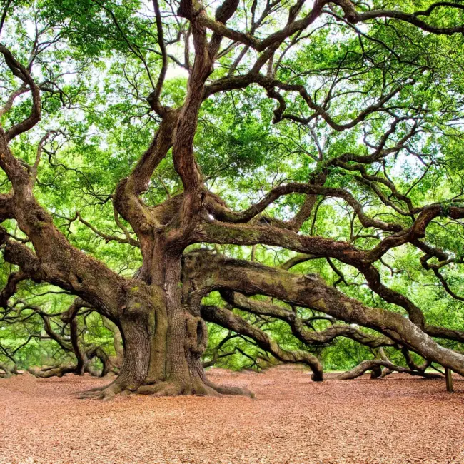English Oak Tree 20/40cm (P9) - Image 10