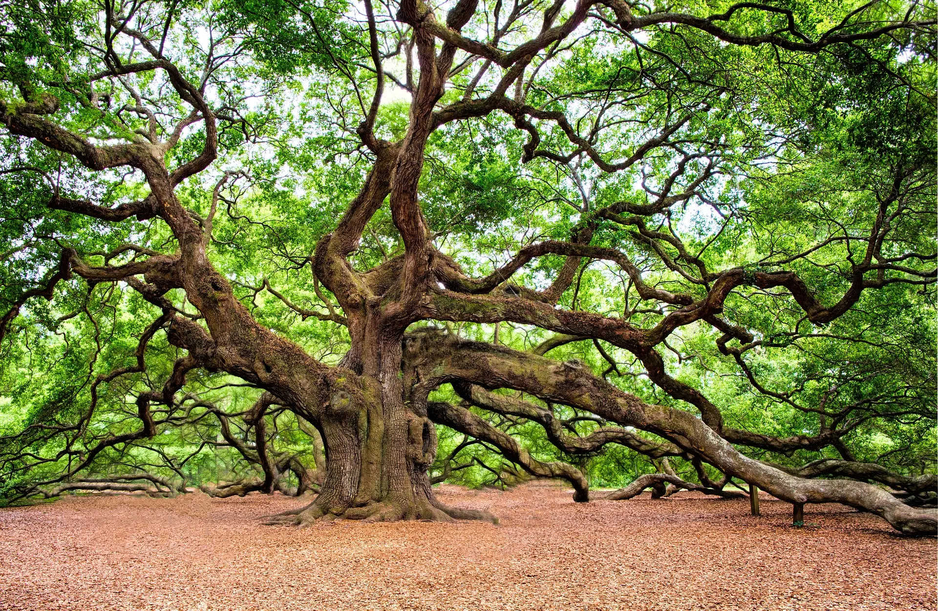 English Oak Tree 20/40cm (2L) - Image 4