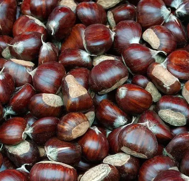 Sweet Chestnuts