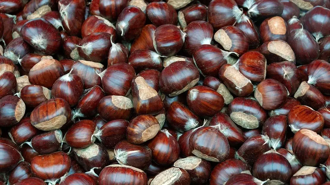 Sweet Chestnuts