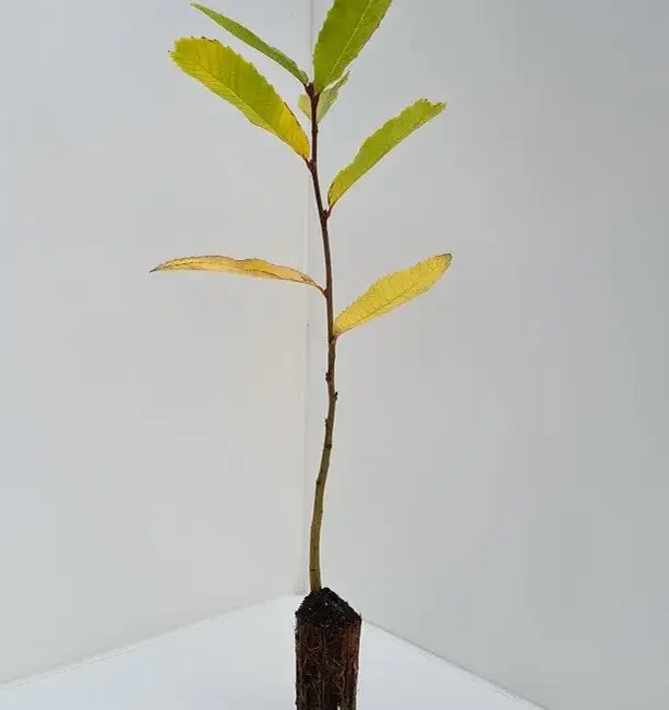 Castanea sativa - Sweet Chestnut