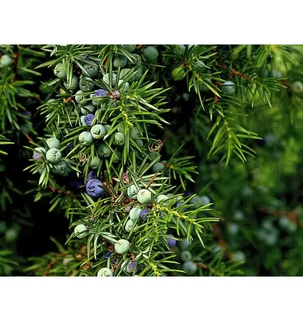 Juniperus communis - Common Juniper