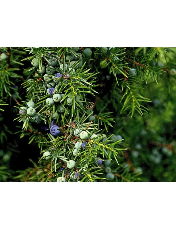 Juniperus communis - Common Juniper