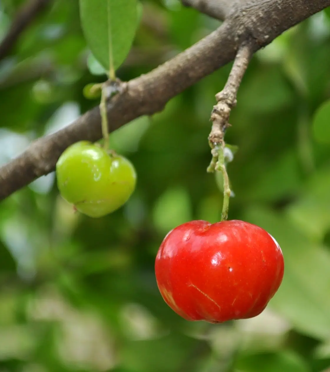 Wild Cherry - Prunus Avium