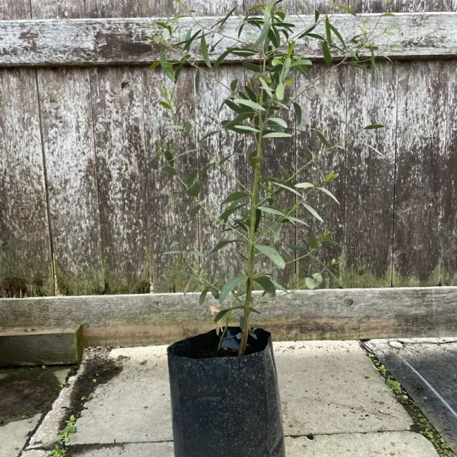 Eucalyptus Black Gum Tree - Image 2