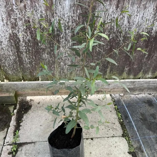 Eucalyptus Glaucescens Tingiringi Gum Tree