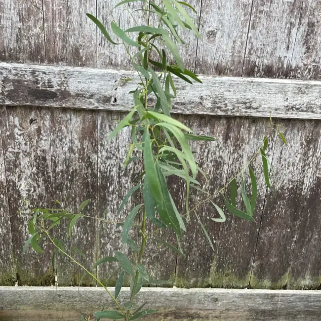 Eucalyptus Glaucescens Tingiringi Gum Tree