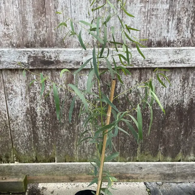 Eucalyptus Glaucescens Tingiringi Gum Tree