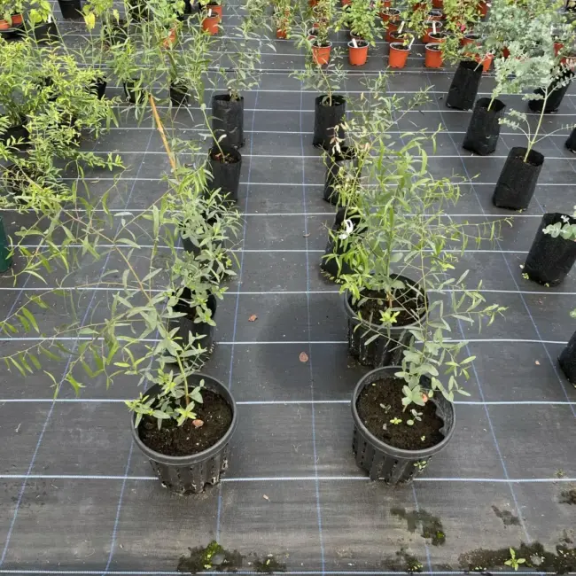 Hardy Eucalyptus Aggregata Black Gum Tree