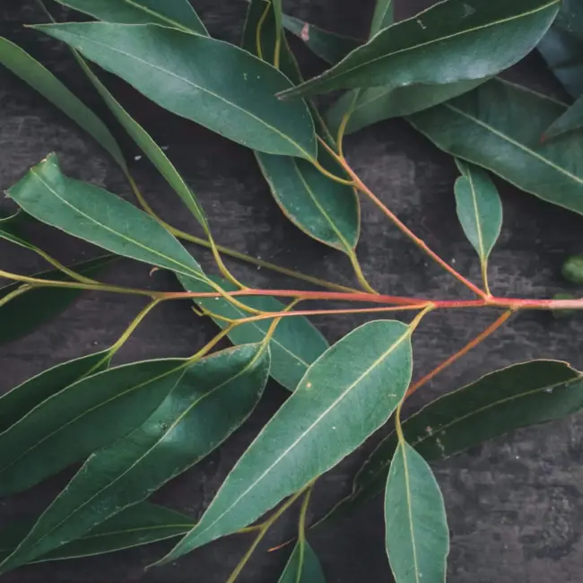 Eucalyptus Black Gum - Eucalyptus Aggregata