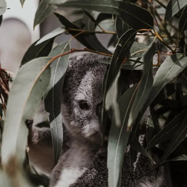 Eucalyptus Black Gum - Eucalyptus Aggregata