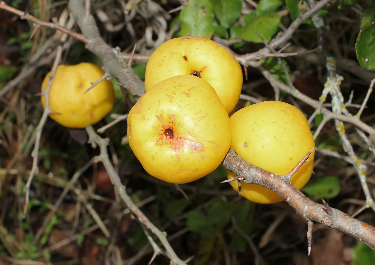 Japanese Quince