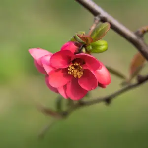 Chaenomeles japonica 'Pink Lady'