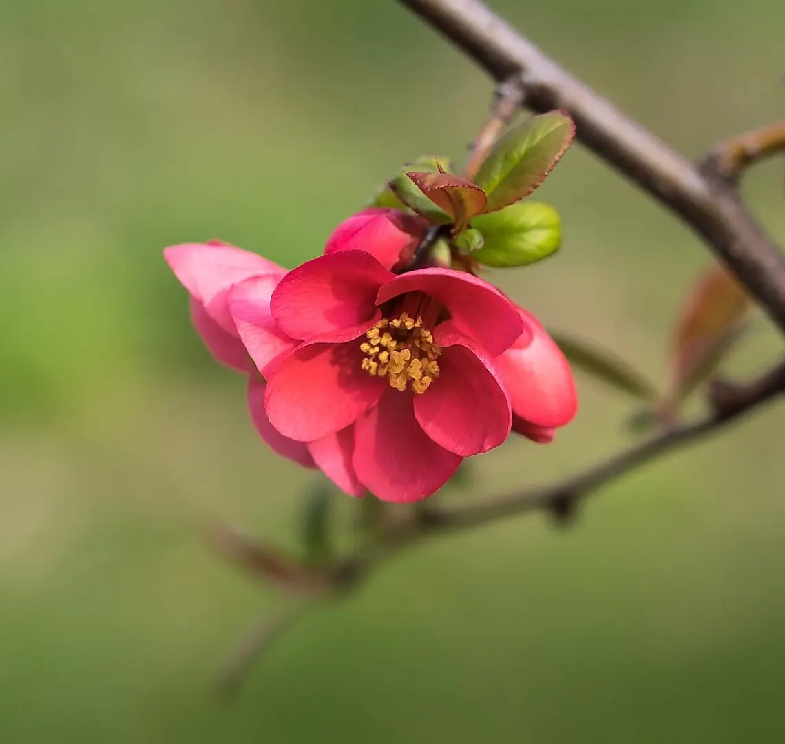 Chaenomeles japonica 'Pink Lady'