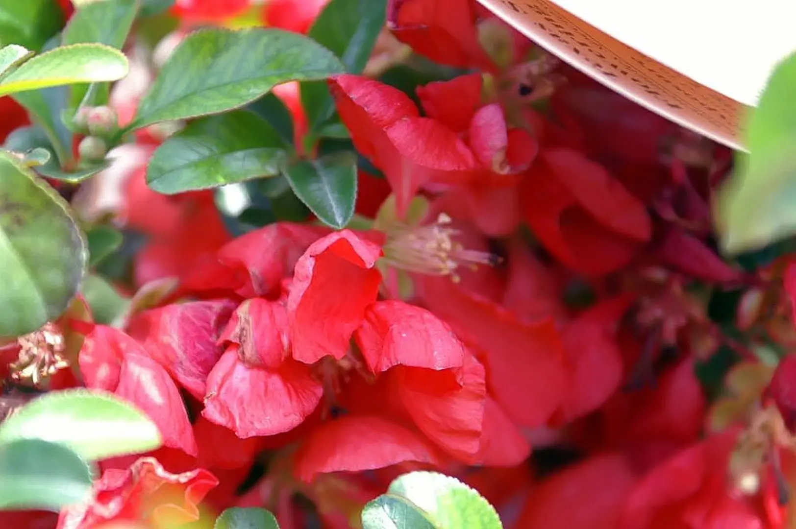 Chaenomeles japonica 'Texas Scarlet'