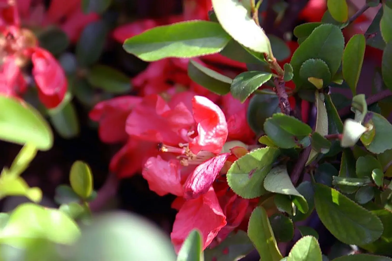 Chaenomeles japonica 'Texas Scarlet'