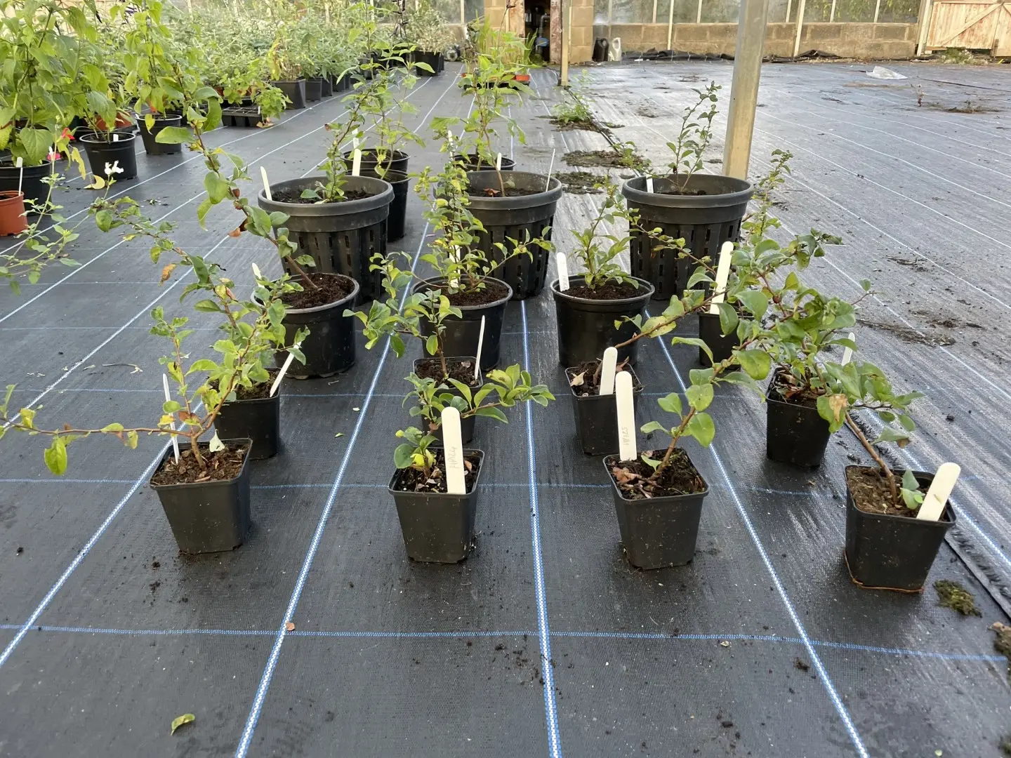 Japanese Quince Trees at Yarrow Gardens