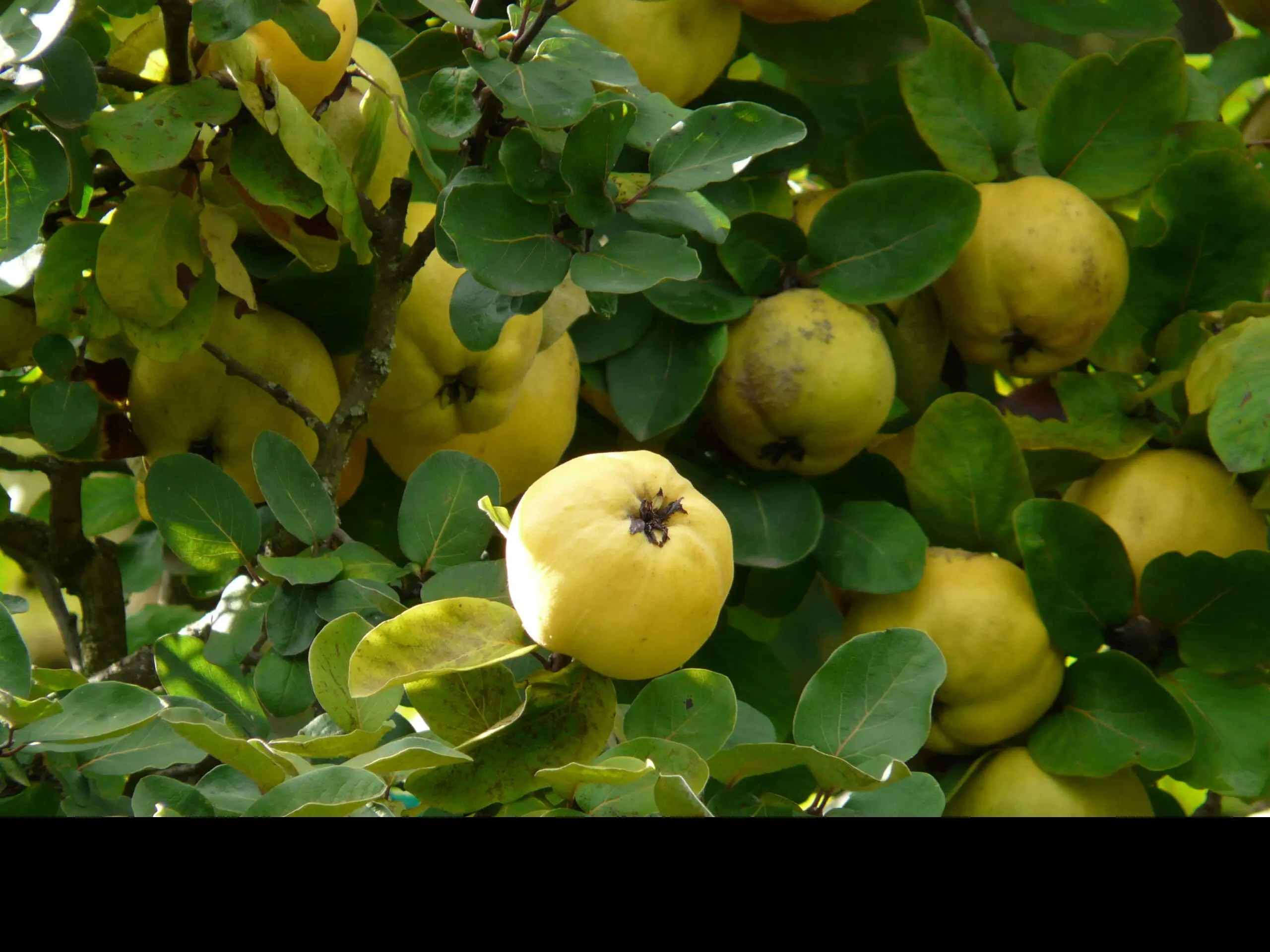 Japanese Quince 'Texas Scarlet' (P9) - Image 7