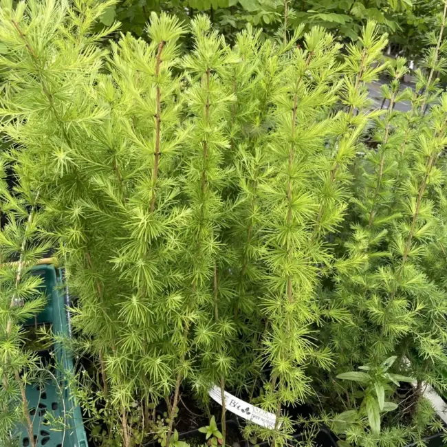 European Larch 60/80cm (P9) - Image 2