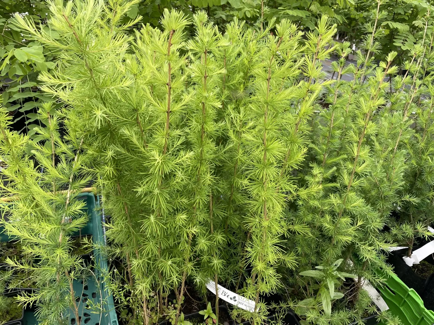 European Larch 60/80cm (P9) - Image 2