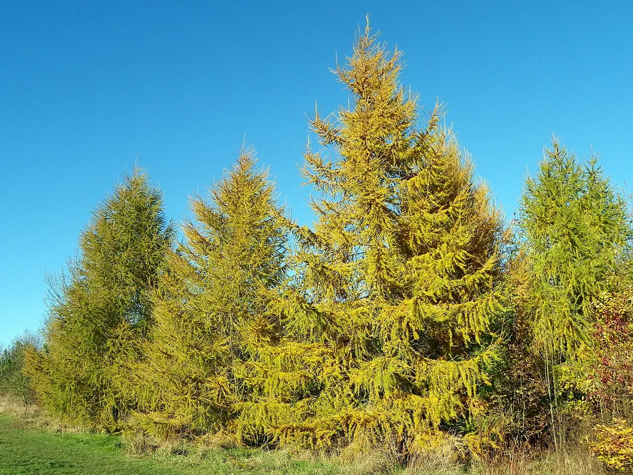 Larix decidua - European Larch