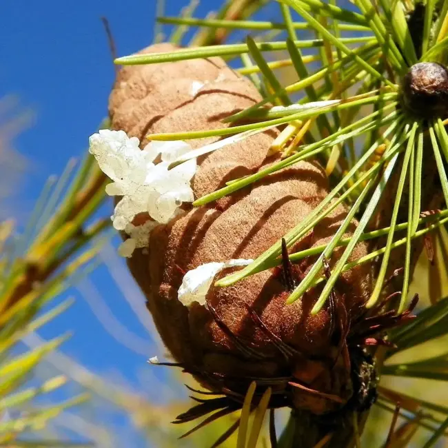 Larix decidua - European Larch