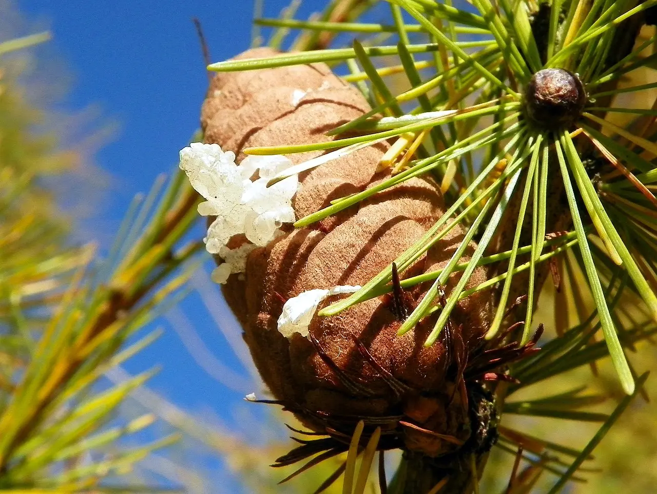 Larix decidua - European Larch