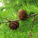 Larix decidua - European Larch