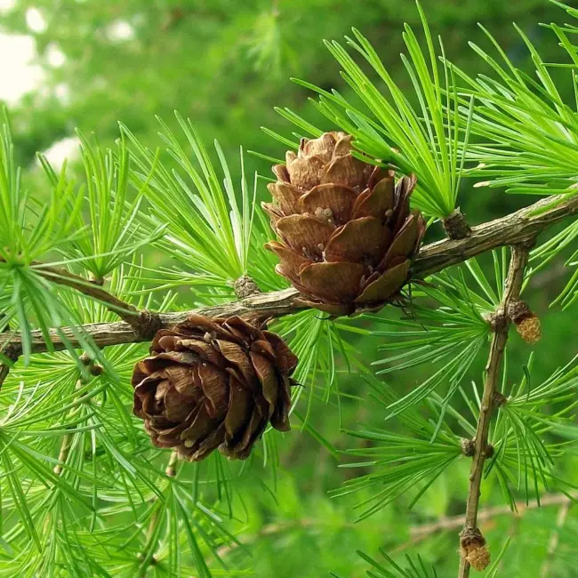 Larix decidua - European Larch