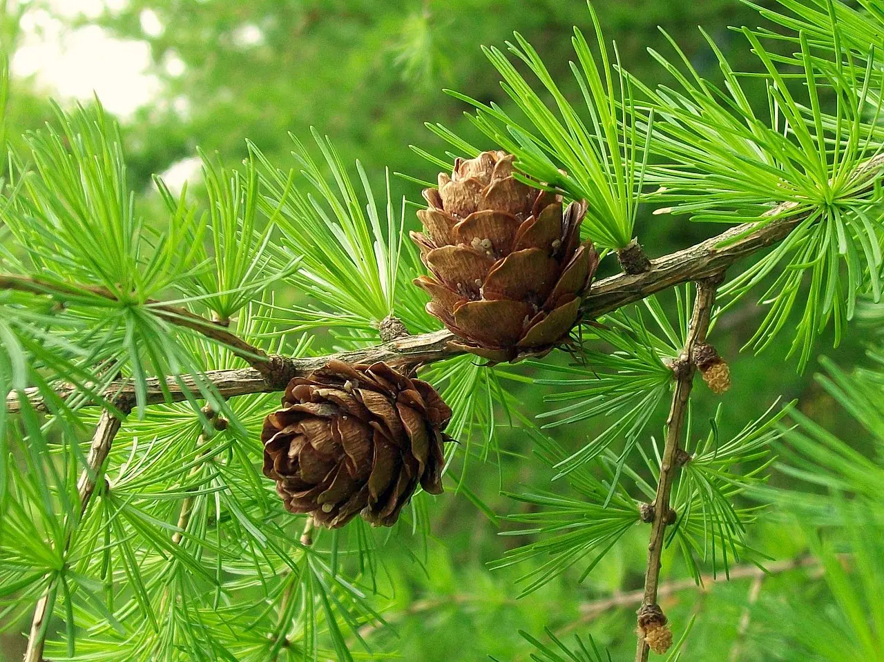 Larix decidua - European Larch