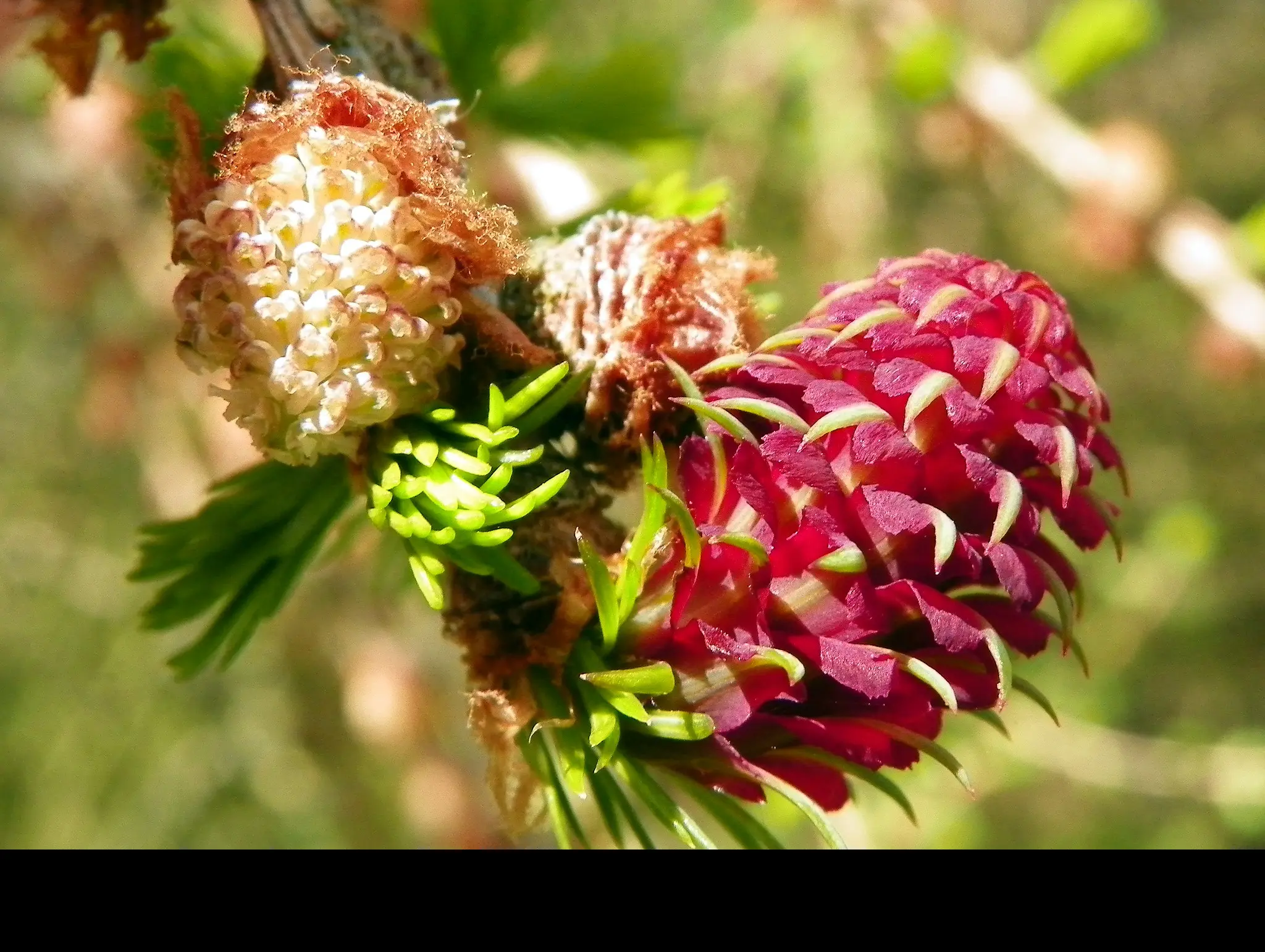Larix decidua - European Larch