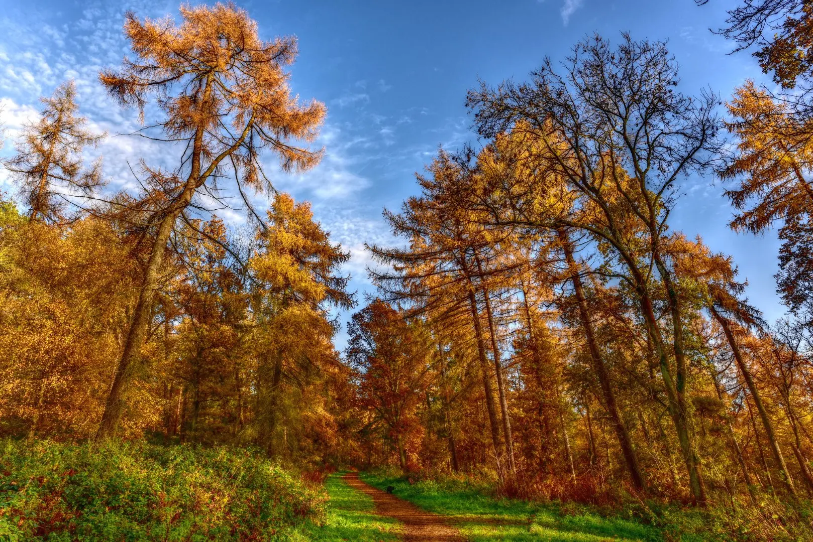 Larix decidua - European Larch