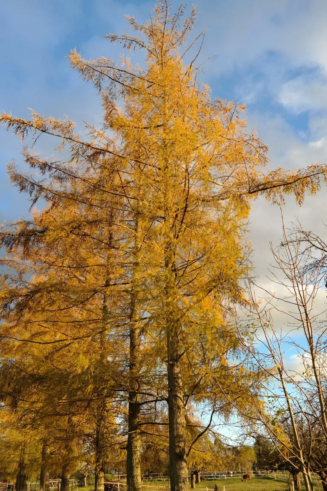 Larix decidua - European Larch