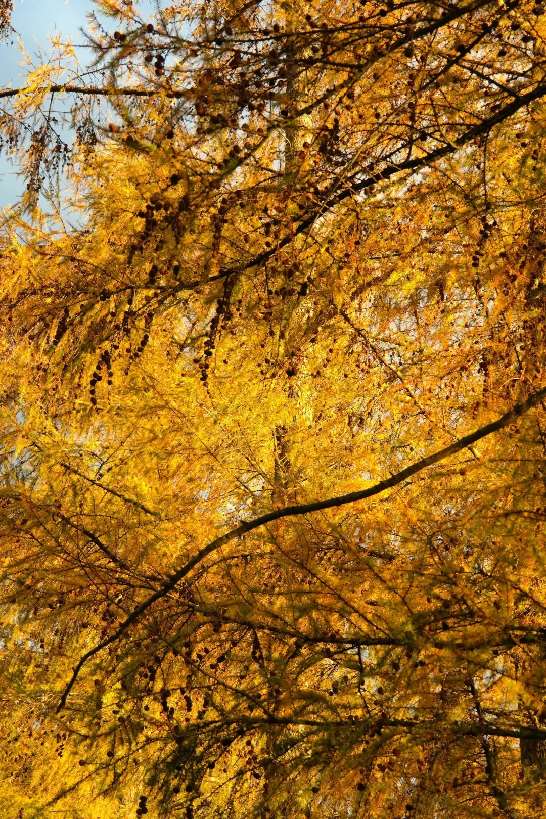 Larix decidua - European Larch