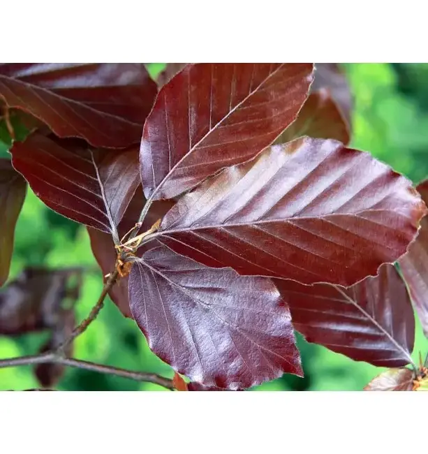 Fagus sylvatica atropurpurea - Copper Beech