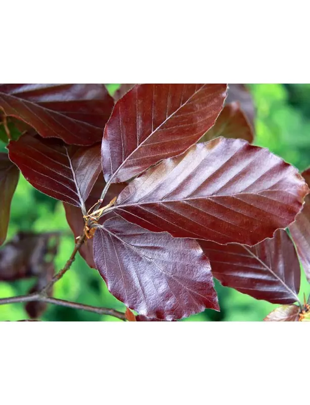 Fagus sylvatica atropurpurea - Copper Beech
