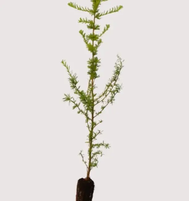 Larix decidua - European Larch