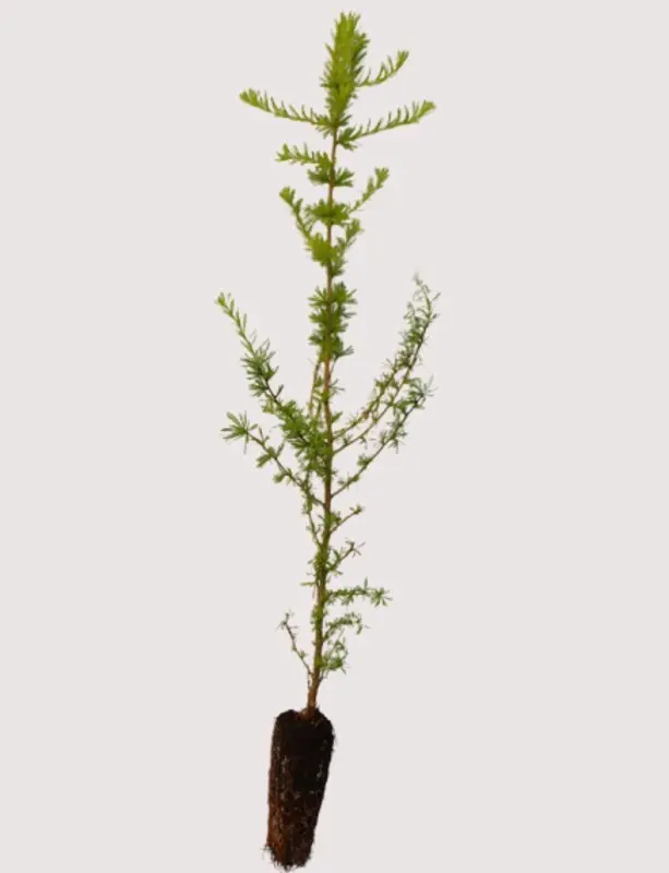 Larix decidua - European Larch