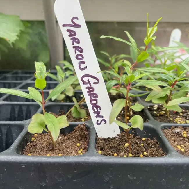 6 White Stick in Plastic Plant Labels