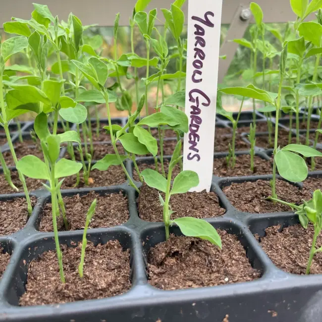 6 White Stick in Plastic Plant Labels