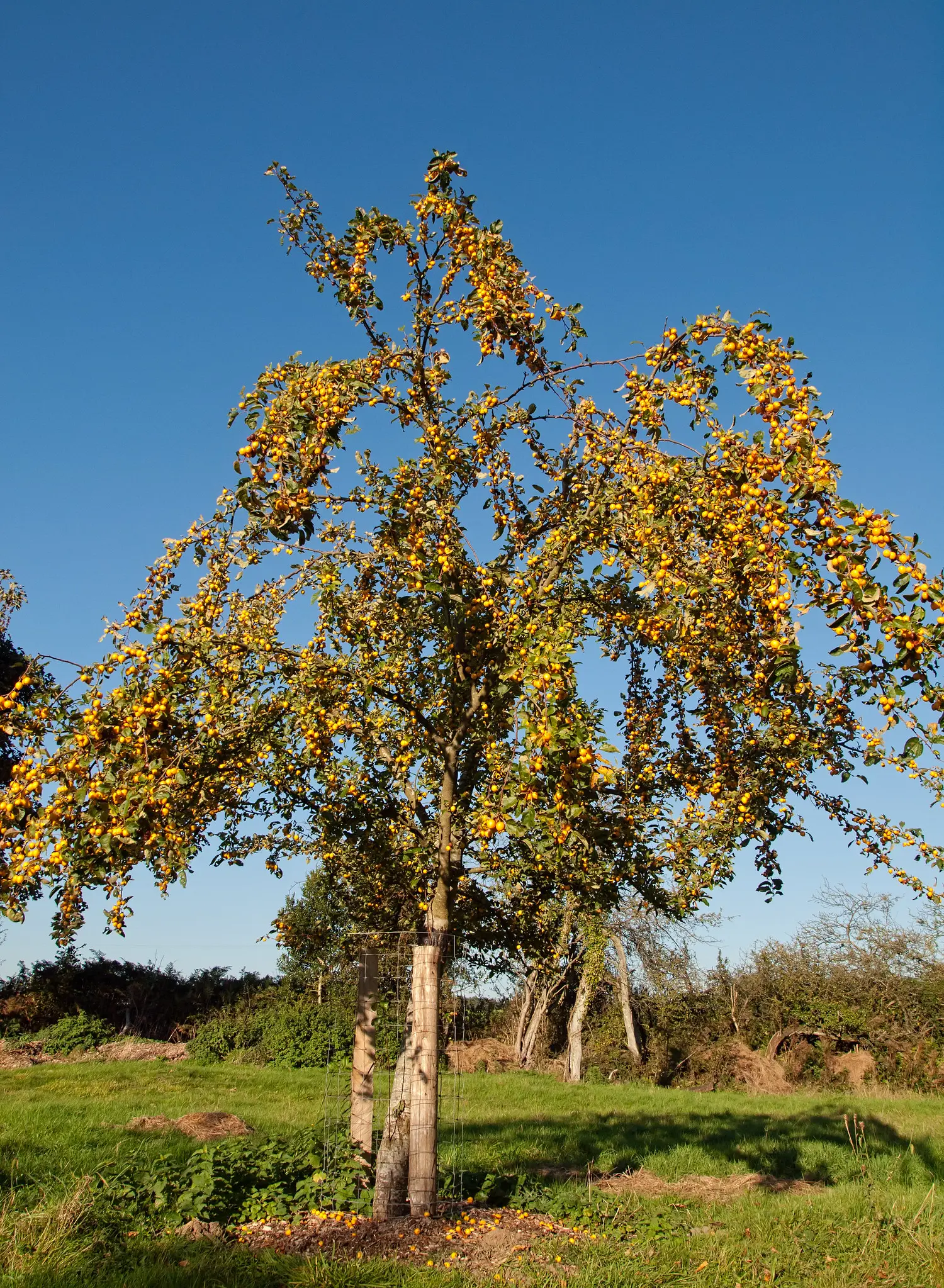 Malus 'GMalus 'Golden Hornet' Crab Apple Treeolden Hornet' Crab Apple Tree