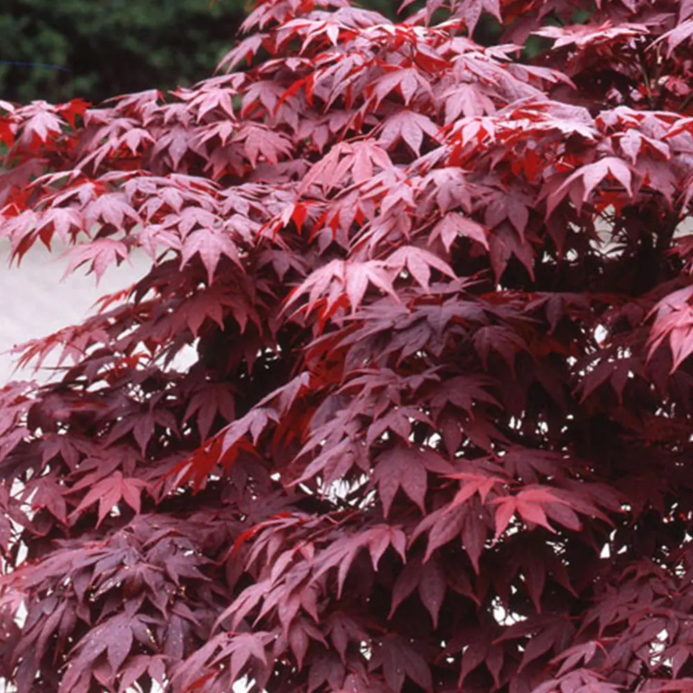 Acer palmatum Bloodgood