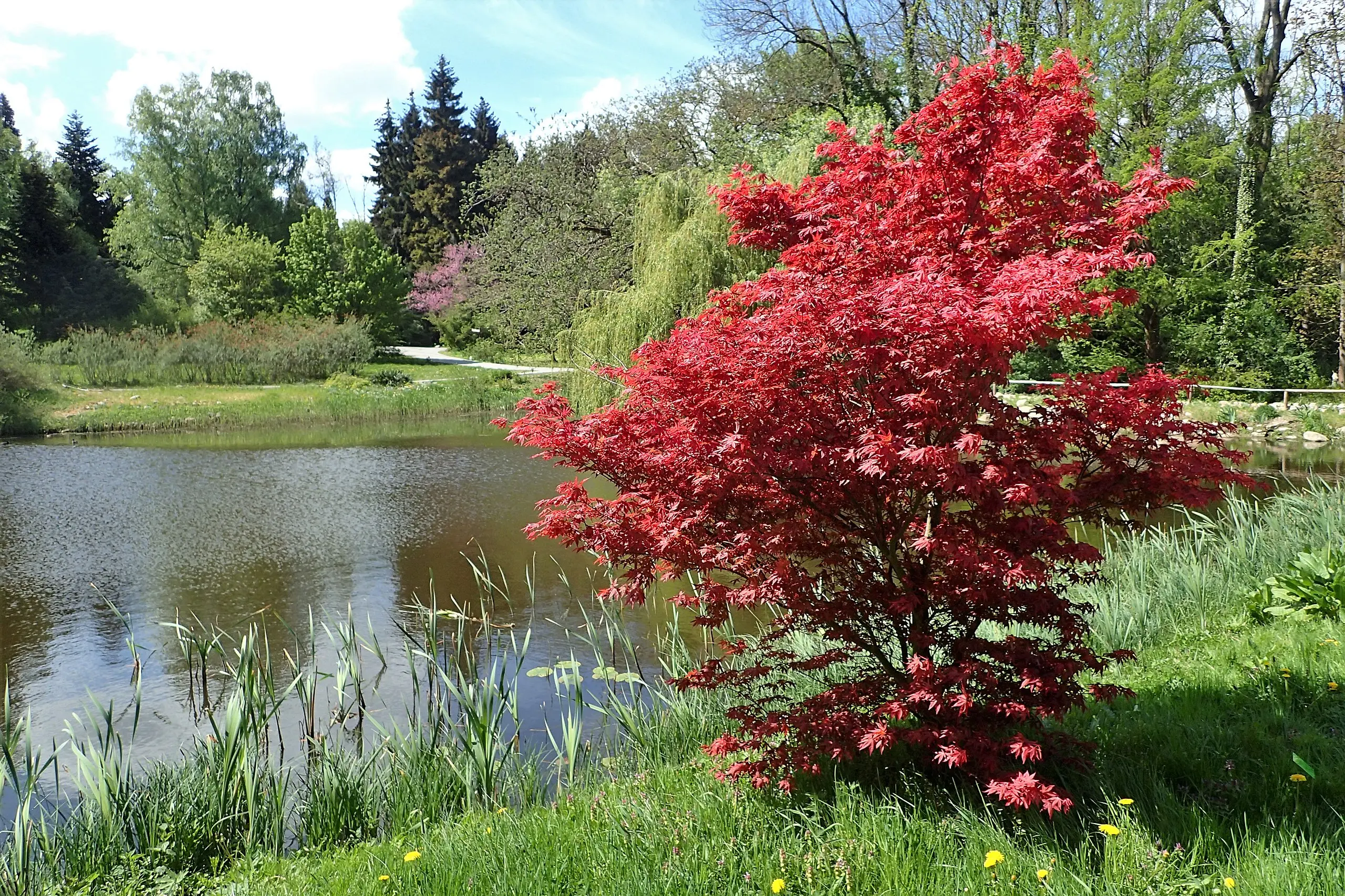 Acer palmatum Bloodgood