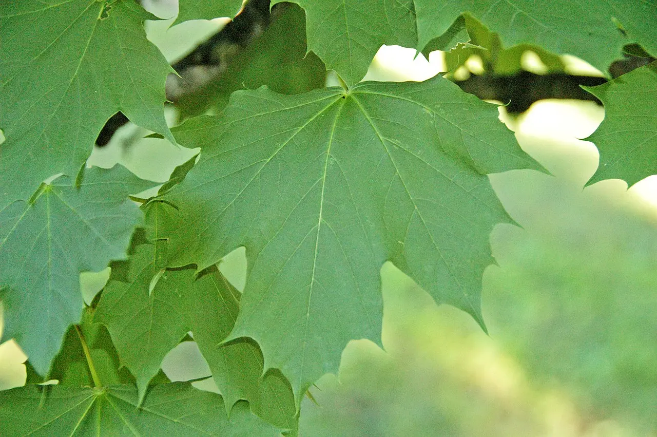 Acer platanoides - Norway Maple