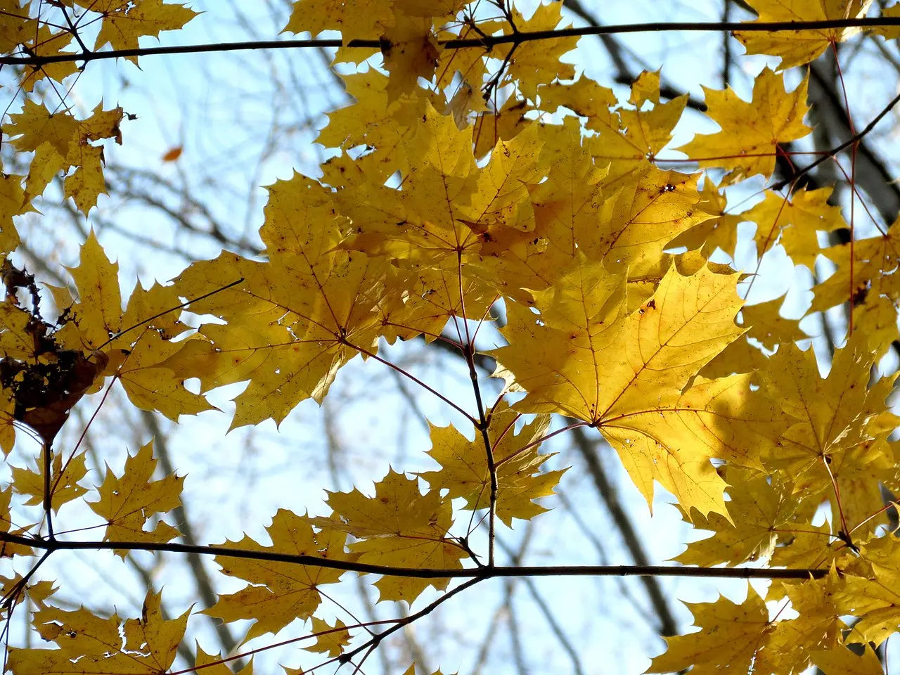 Acer platanoides - Norway Maple